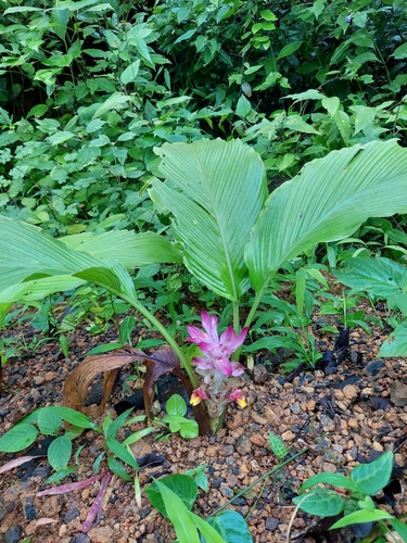 Curcuma longa
