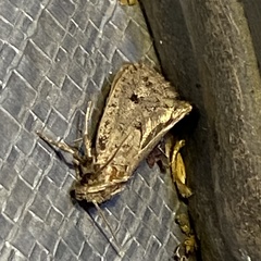 Acrolophus propinqua