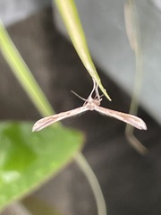 Pterophoridae