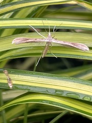 Pterophoridae
