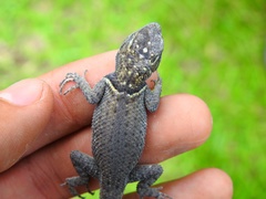 Sceloporus minor