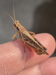 Melanoplus femurrubrum