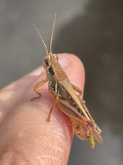 Melanoplus femurrubrum