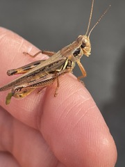 Melanoplus femurrubrum