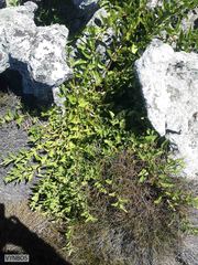 Teedia lucida