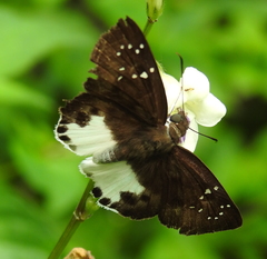 Tagiades ultra