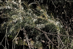 Hakea macraeana