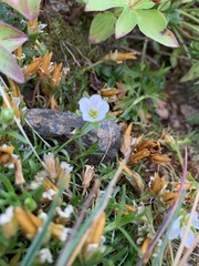 Pseudocherleria macrocarpa