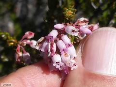 Erica articularis