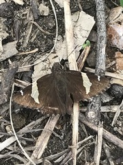 Thorybes pseudocellus