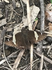 Thorybes pseudocellus