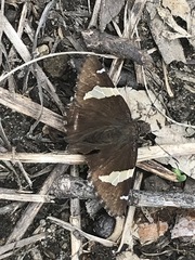 Thorybes pseudocellus