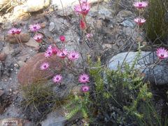 Syncarpha canescens canescens