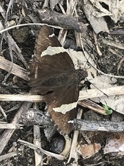 Thorybes pseudocellus