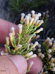 Dolichothrix ericoides