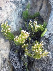 Dolichothrix ericoides