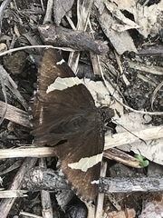 Thorybes pseudocellus