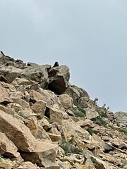 Marmota flaviventris