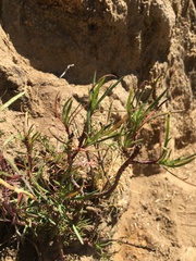 Senecio rudbeckiifolius