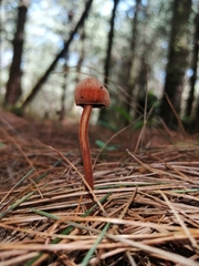 Austroboletus gracilis