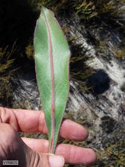 Protea scolopendriifolia