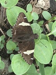 Thorybes pseudocellus