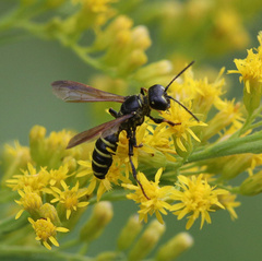 Cerceris nigrescens