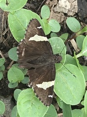 Thorybes pseudocellus