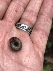 Oreohelix grahamensis