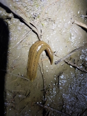 Whitmania pigra