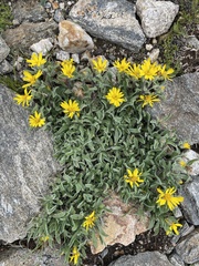Heterotheca pumila