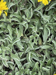 Heterotheca pumila