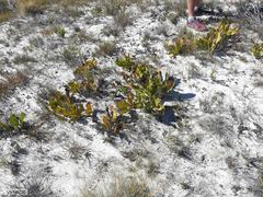 Protea scolopendriifolia