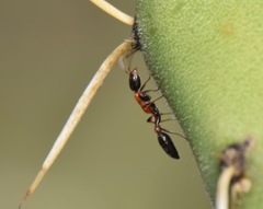 Pseudomyrmex championi