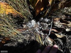 Protea scolopendriifolia