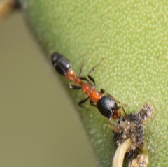 Pseudomyrmex championi