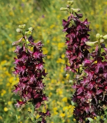 Delphinium puniceum