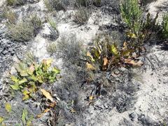 Protea scolopendriifolia