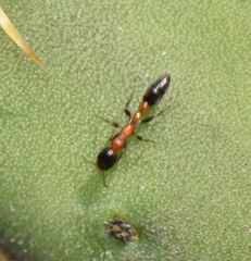 Pseudomyrmex championi