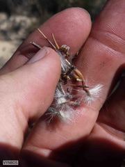Protea scolopendriifolia