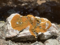 Polycauliona brattiae