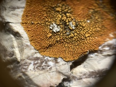 Polycauliona brattiae