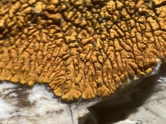 Polycauliona brattiae