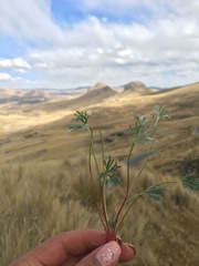 Geranium multipartitum
