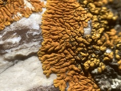 Polycauliona brattiae