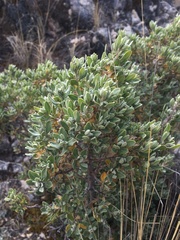Baccharis