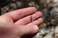 Caulanthus amplexicaulis