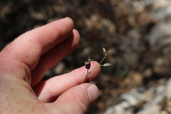 Caulanthus amplexicaulis