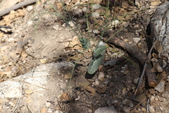 Caulanthus amplexicaulis