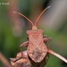 Leaf-footed Bugs - Photo (c) Marcello Consolo, some rights reserved (CC BY-NC-SA)